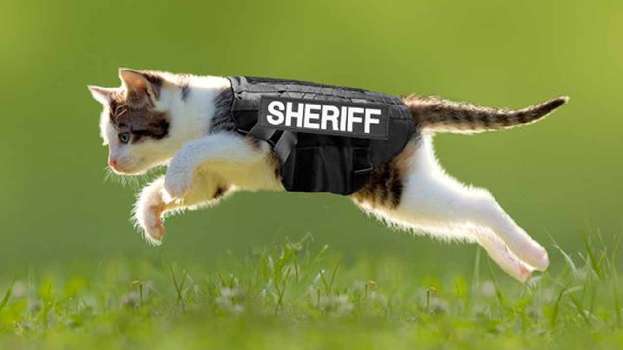 Ahem Wash. Co. sheriff announces Patrol Feline Unit